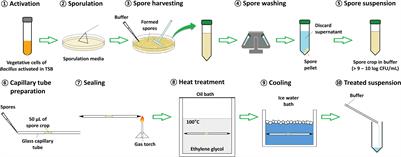 Effect of Calcium and Manganese Supplementation on Heat Resistance of Spores of Bacillus Species Associated With Food Poisoning, Spoilage, and Fermentation